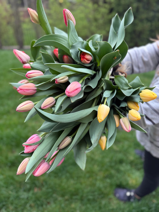 Mixed Local Tulip Bunch (10 stems)