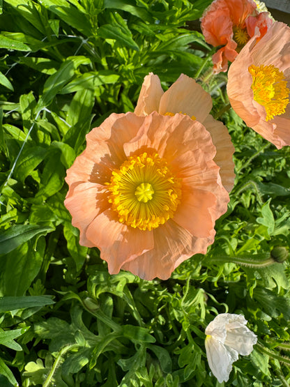 Spring Cut Flower Garden Workshop - Sunday March 15, 2:00-4:00pm