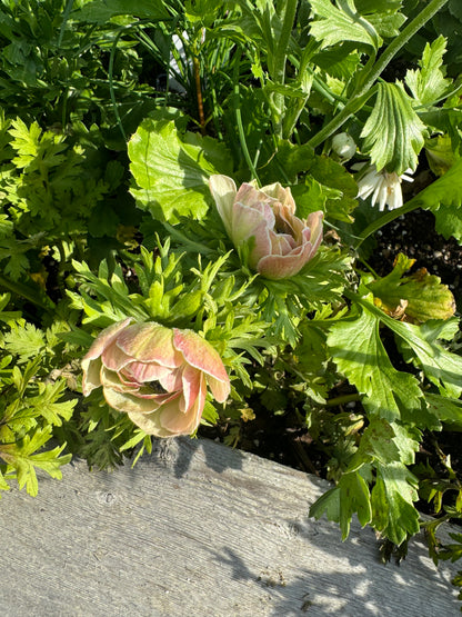 Spring Cut Flower Garden Workshop - Sunday March 15, 2:00-4:00pm