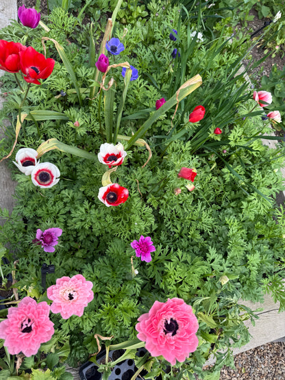 Spring Cut Flower Garden Workshop - Sunday March 15, 2:00-4:00pm