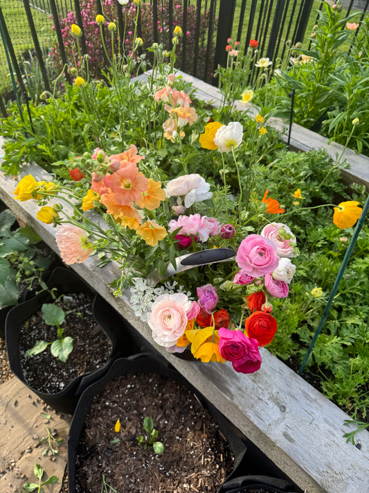 Spring Cut Flower Garden Workshop - Sunday March 15, 2:00-4:00pm