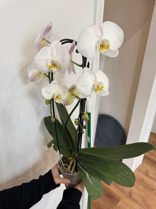 Potted White Double Cascading Orchid Sympathy Plant