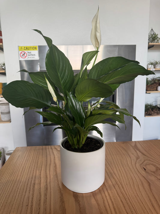 Potted Peace Lily Sympathy Plant