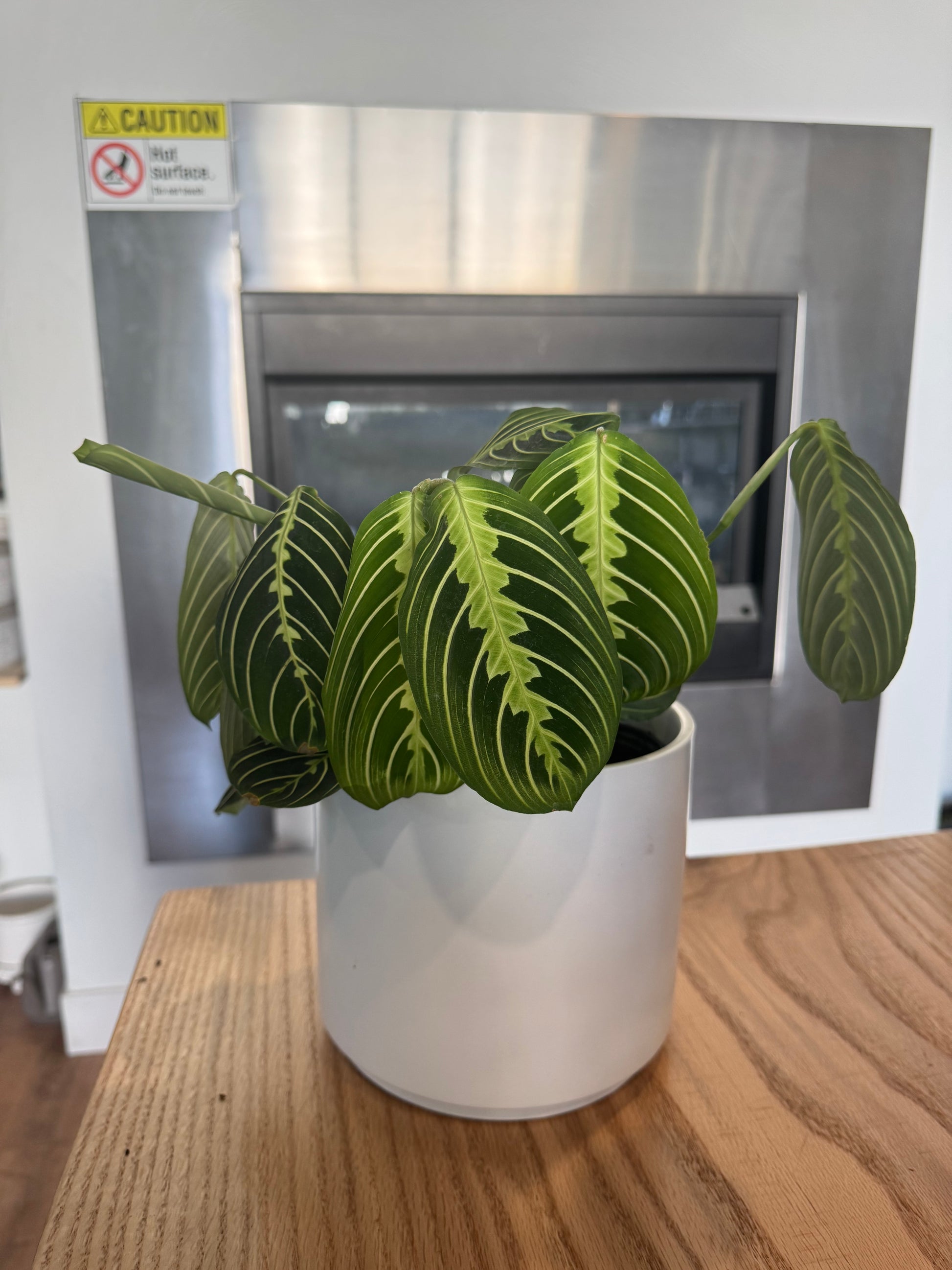 potted sympathy plants Potted Prayer Plant Sympathy Plant