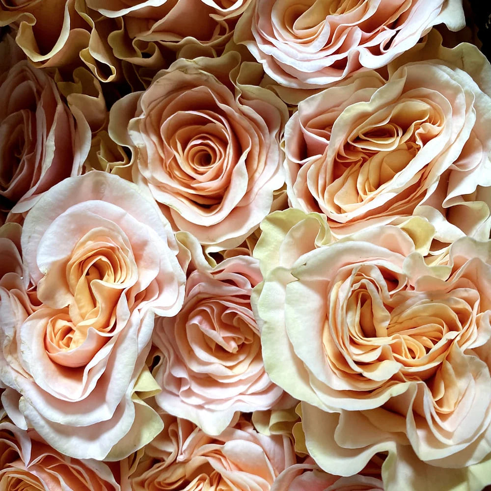 Valentine's Day Roses - Blush Garden-Style