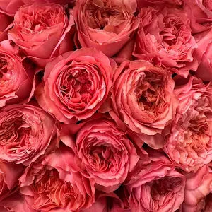 Valentine's Day Roses - Pink Garden-Style