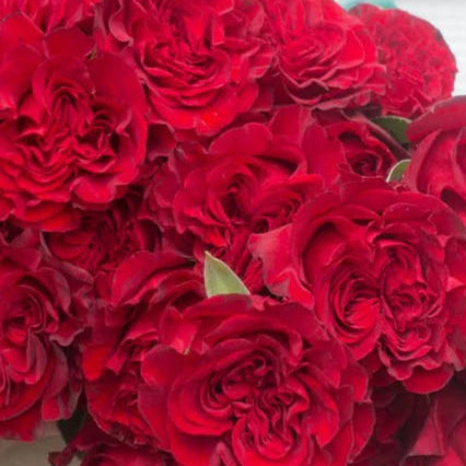 Valentine's Day Roses - Red Garden-Style