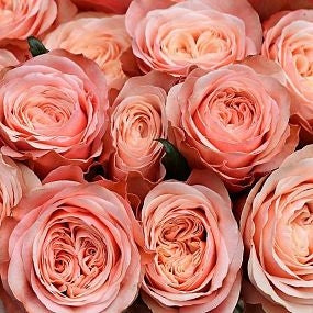 Valentine's Day Roses - Kahala - Shop Favorite