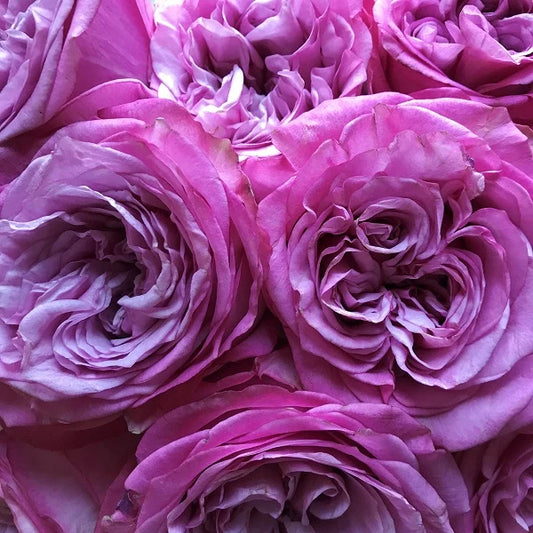 Valentine's Day Roses - Lavender Garden-Style