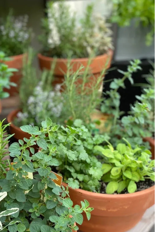Herb Garden Workshop - Sunday May 17th, 2:30-4:00pm
